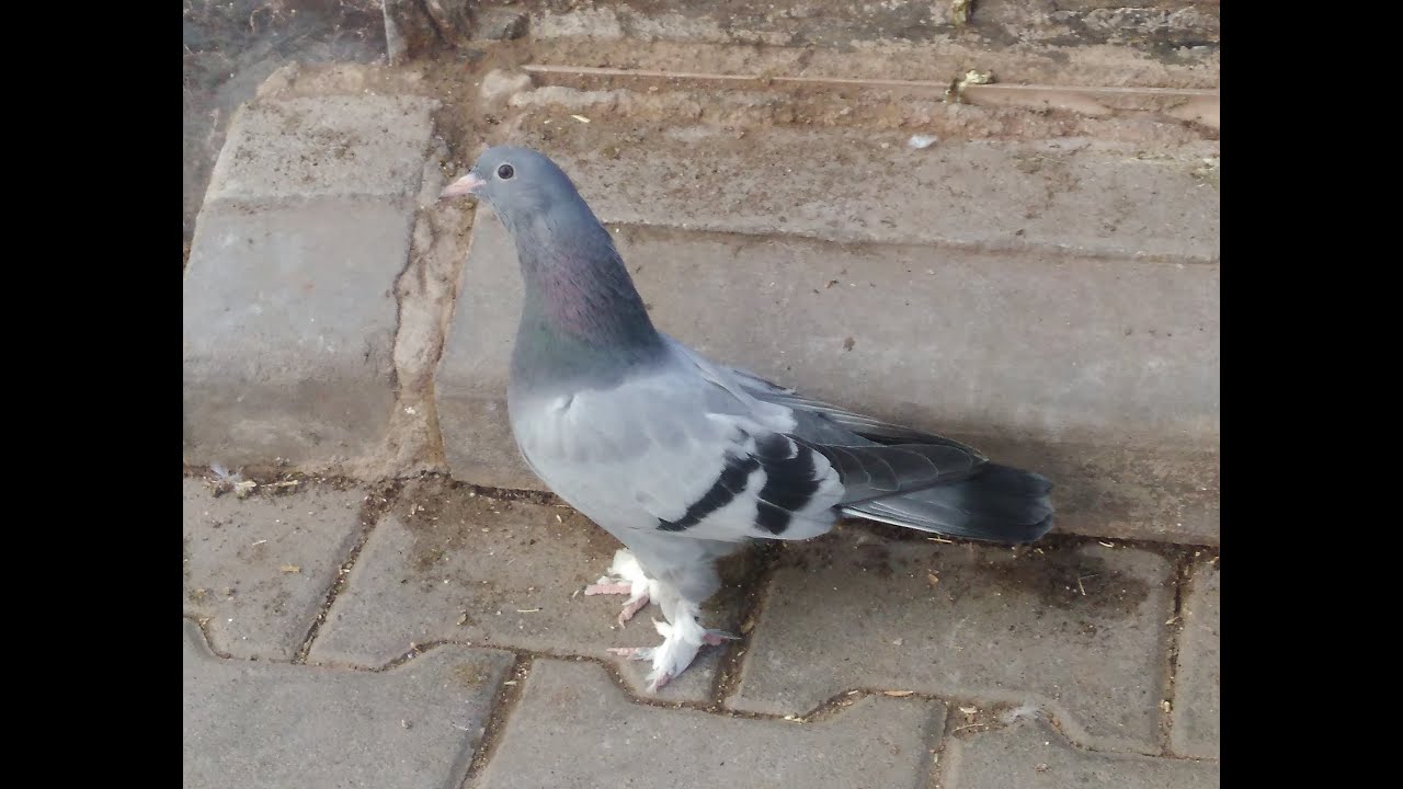 Kırıkkale-Yahşihan Oyun Kuşlarının Kökeni-I : Abdulkadir İLERİ