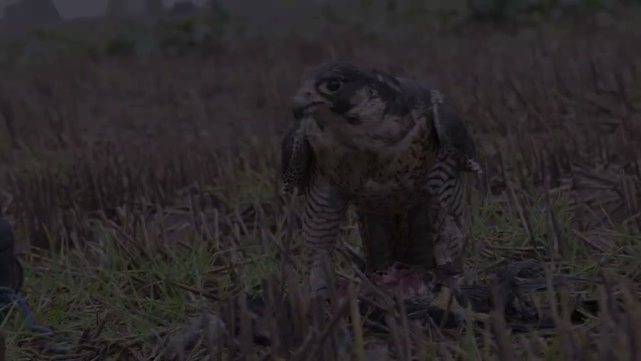 Peregrine falcon, Johanna in January
