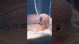 Nonong Seng Nonong Dudu Batuk E shorts short ikan ikanhias  vidioviral