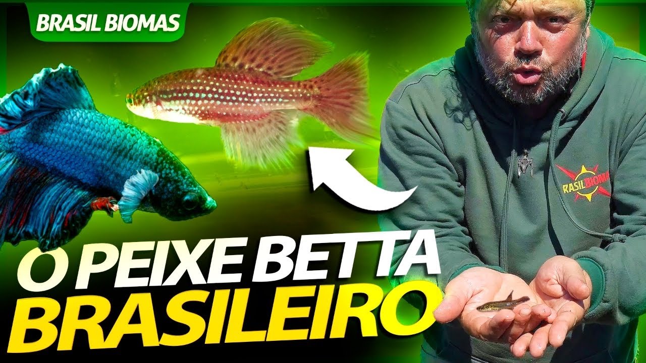 DESCOBRIMOS O BETTA BRASILEIRO! | RICHARD RASMUSSEN
