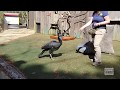 #FieldTripFriday with Abby the Abyssinian Ground Hornbill