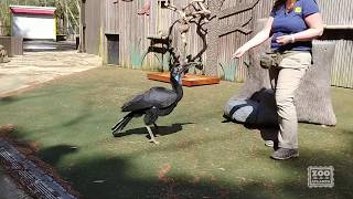 #FieldTripFriday with Abby the Abyssinian Ground Hornbill