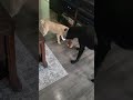 Dog friends #friends #doglover #dog #dogs #dogshorts #pets #pet #love #cute #cuteanimals #shorts #i