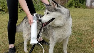 Drying our Husky with the Jellyfish Handheld Dog Dryer! by Paw Record 436 views 3 months ago 2 minutes, 29 seconds