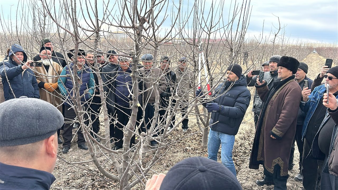 YARIM-PAKANA OLMA DARAXTINI KESISH! XORAZM!