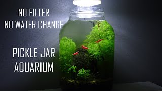 PICKLE JAR AQUARIUM - NO WATER CHANGES | No filter, no heater, walstad planted ecosystem