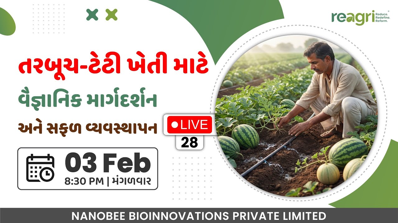 🍉 ઉનાળુ તરબૂચ–ટેટીની ખેતીમાં શું કરવું? વધુ ફળ, વધુ વજન અને સચોટ વ્યવસ્થાપન | ReAgri Live 🔴