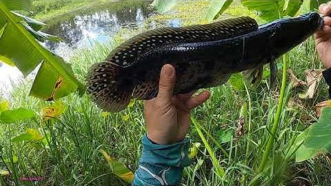 Cá dầy rừng U Minh Thượng | Săn Hugo cá lóc đen U Minh Thượng (Tập 29) | #Doantuananh151