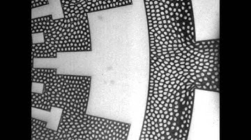 Droplet-based microfluidics platform for measurement of rapid erythrocyte water transport