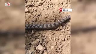 Nesli Tükenme Tehlikesindeki Kafkas Burunlu Engerek Görüntülendi