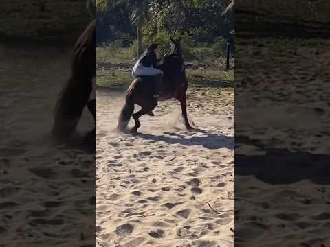 #cavalo #pecuarista #cavalos #playvaquejada #horse #marchadores #cavalgada #vaquejada #agro #fazenda