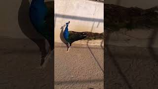 #beautifulpeacocks #bluepeacock #colourfulpeacock Profile