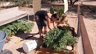 #strawbalegarden Expanding Our Straw Bale Garden
Expanding Our Straw Bale Garden
Its that time of year where our summer crops are coming to an end and Yvonne is planning her Fall garden. This seemed like a logical time to expand our grow area too.
If you would like to support our channel, please visit our Amazon shop at:
https://www.amazon.com/shop/theupsideofdownsizing?ref=inf_own_theupsideofdownsizing_cp
You can also follow us on Instagram
@the_upside_of_downsizing
https://www.instagram.com/invites/con...
or to find out more about Yvonnes Macrame artistry:
Instagram:
@mesquiteandmacrame
https://instagram.com/mesquiteandmacr...
or
https://www.etsy.com/shop/mesquiteand... #strawbalegarden Expanding Our Straw Bale Garden