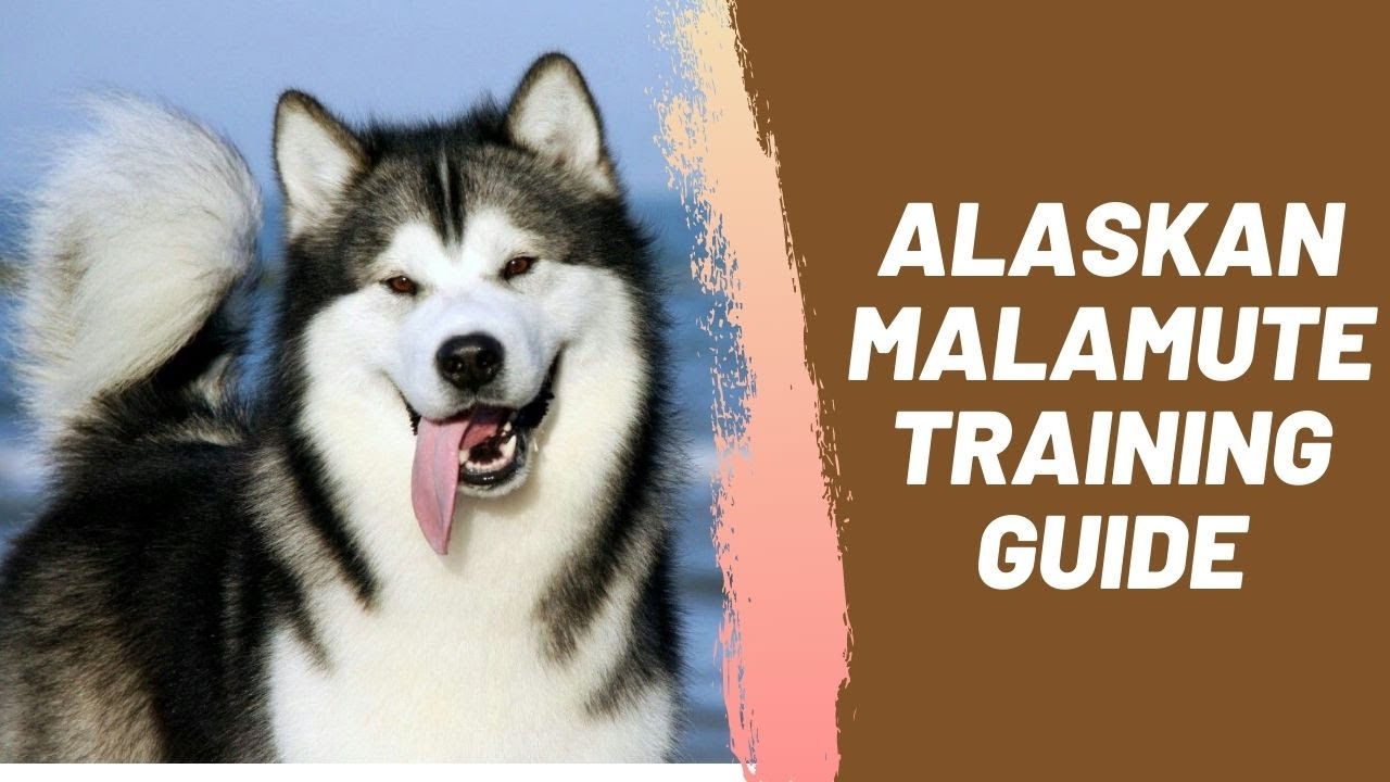 Alaskan Malamute Training Guide - YouTube