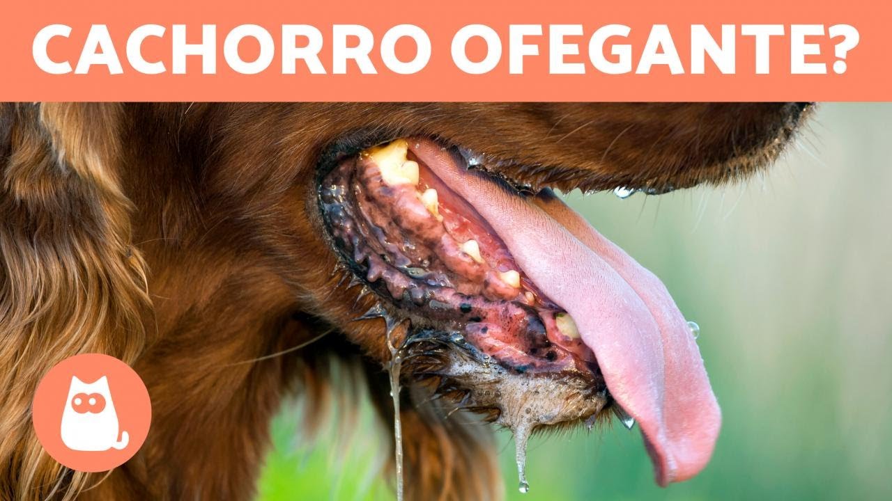 Meu cachorro fica MUITO OFEGANTE 🐶👅 (8 causas dA respiração ofegante ...