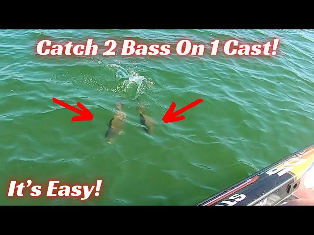 flambeau tackle mighty tuff fly box Outdoors: Hard Storage tag-Kids Outdoors Color:Wisco Walleye Azores 4000 Okuma Azores Ample open compartment for
