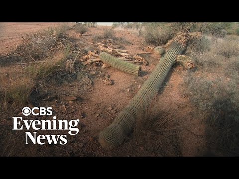 The desert is getting too hot for the saguaro cactus