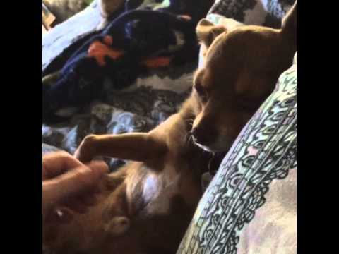 Belly rubs are the best! Mr. Darcy doesn't hesitate to ask for another.