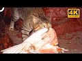 Murderous feral house cats that dominate australia  4k animal documentary