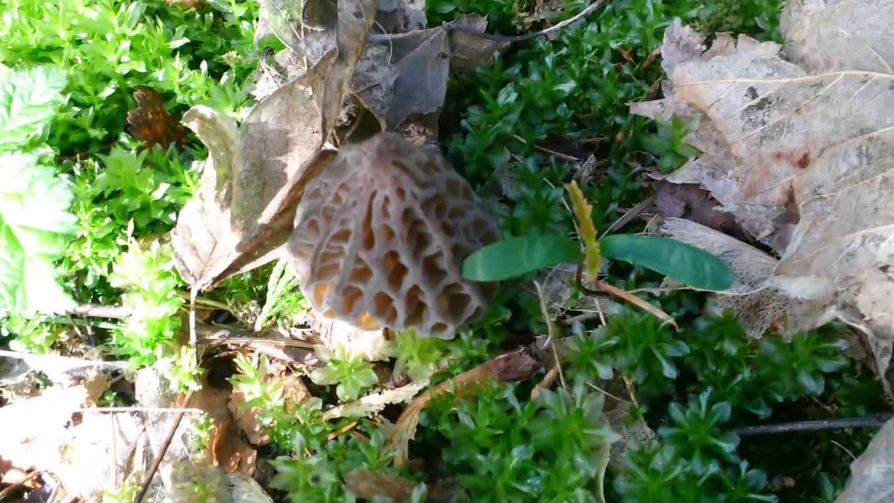 All About Natural Morels (Pacific Northwest, Springtime) YouTube