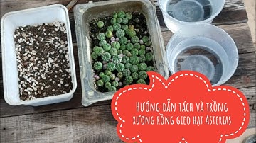 Hướng dẫn tách và trồng xương rồng gieo hạt Asterias- Cactus Cheap