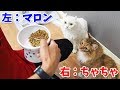 猫はご飯を食べる場所を記憶している。