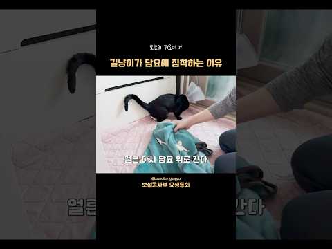 길냥이가 담요에 집착하는 이유🤔 오늘의 귀요미 thumbnail