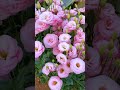 Lisianthus 📸#love #reels #flowers #flower #flowerstagram #trending #viral #yt #video #shorts #song