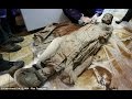 700-year-old mummy was spotted 2 meters under the road surface!