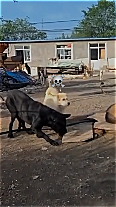 King Charles The Alpha Dog🔥 #fypシ゚viral