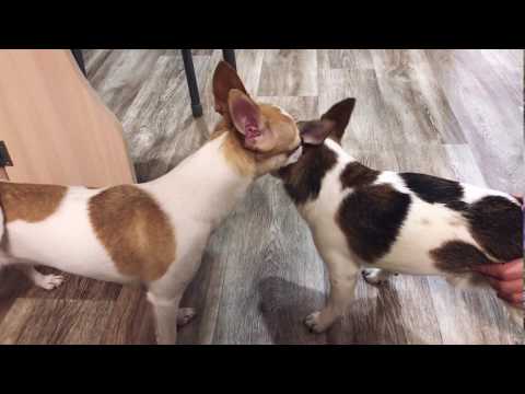 Video: Kuinka Ruokkia Chihuahua-pentua