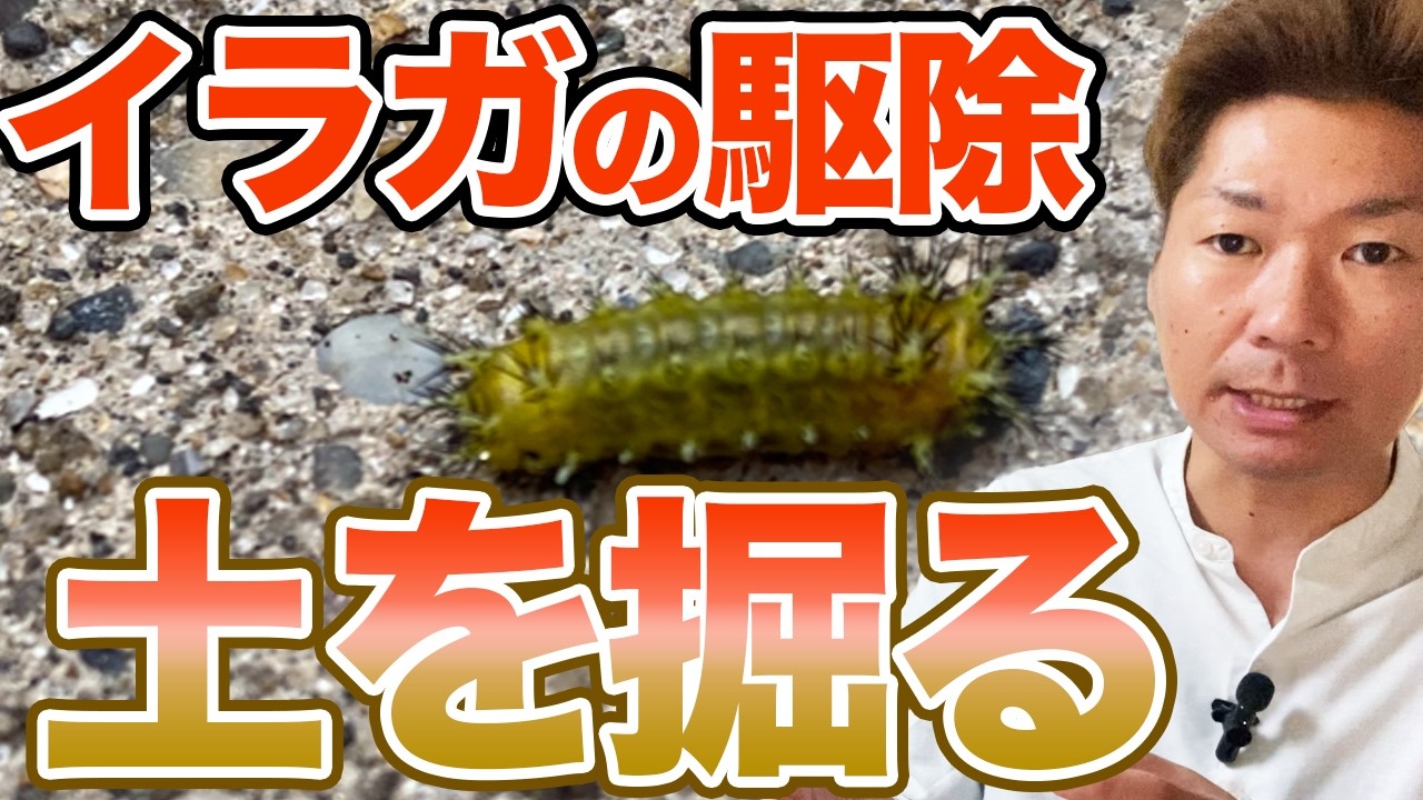 イラガ 駆除 方法