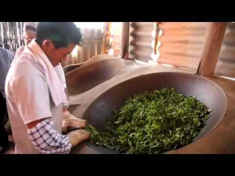 How to Make Raw Puer (Nannuo Mountain, Menghai)