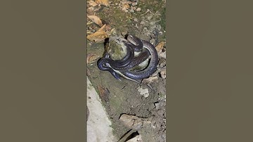 #cobra #cobrasnake rắn hổ hành và chuột đồng #animals #viralvideo #dongvat #snake #birds #66