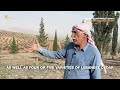 Residents say illegal logging continues despite complaints in Syria's Afrin – North Press
