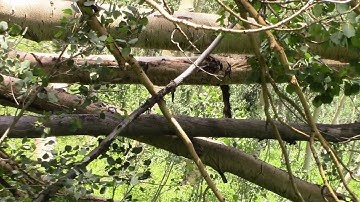 A look Around 10 Mile Canyon, Colorado Bigfoot 7/23/2017