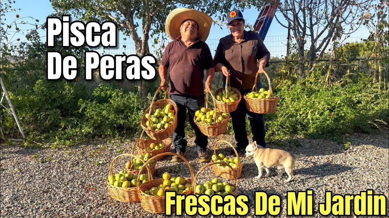 Piscando Las Peras De Mi Jardin! PISCA DE PERA 2025
