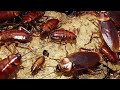 UMA BARATA GIGANTE | a GIANT COCKROACH