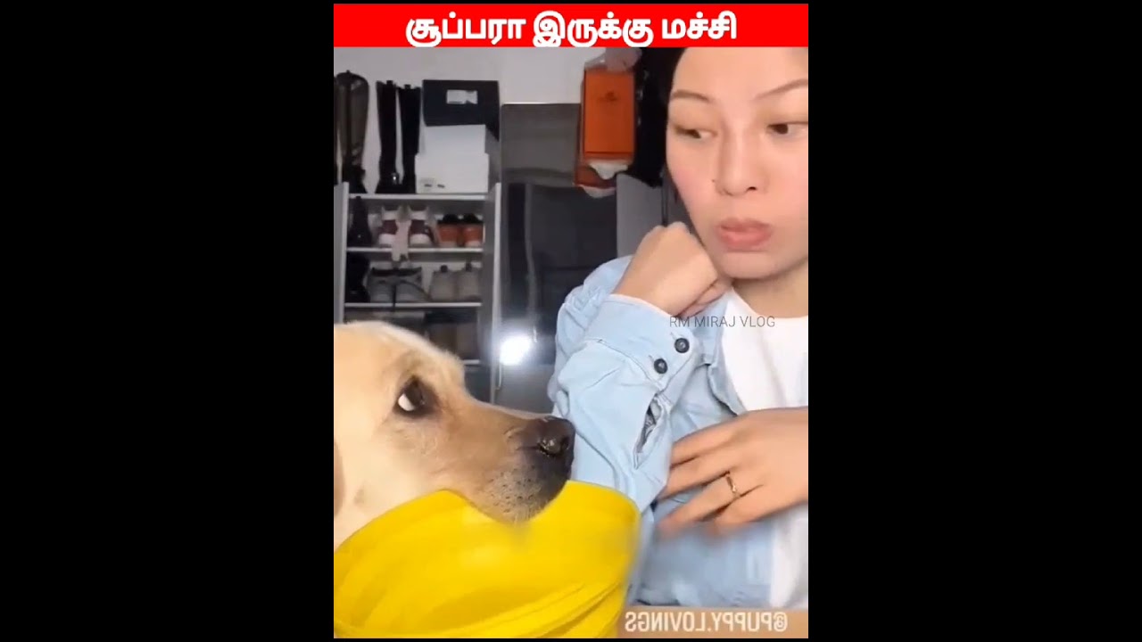 🤪🐕 அடியே நில்லு ஓடாத🐈‍⬛🤪#viral #trending #shorts#funnyanimalvideos