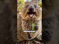 Este es un quokka, conocido como el animal más feliz del mundo.