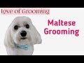 Grooming a Pet Maltese Head