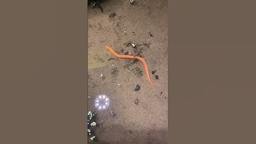 How to catch Eel fish with hook#145