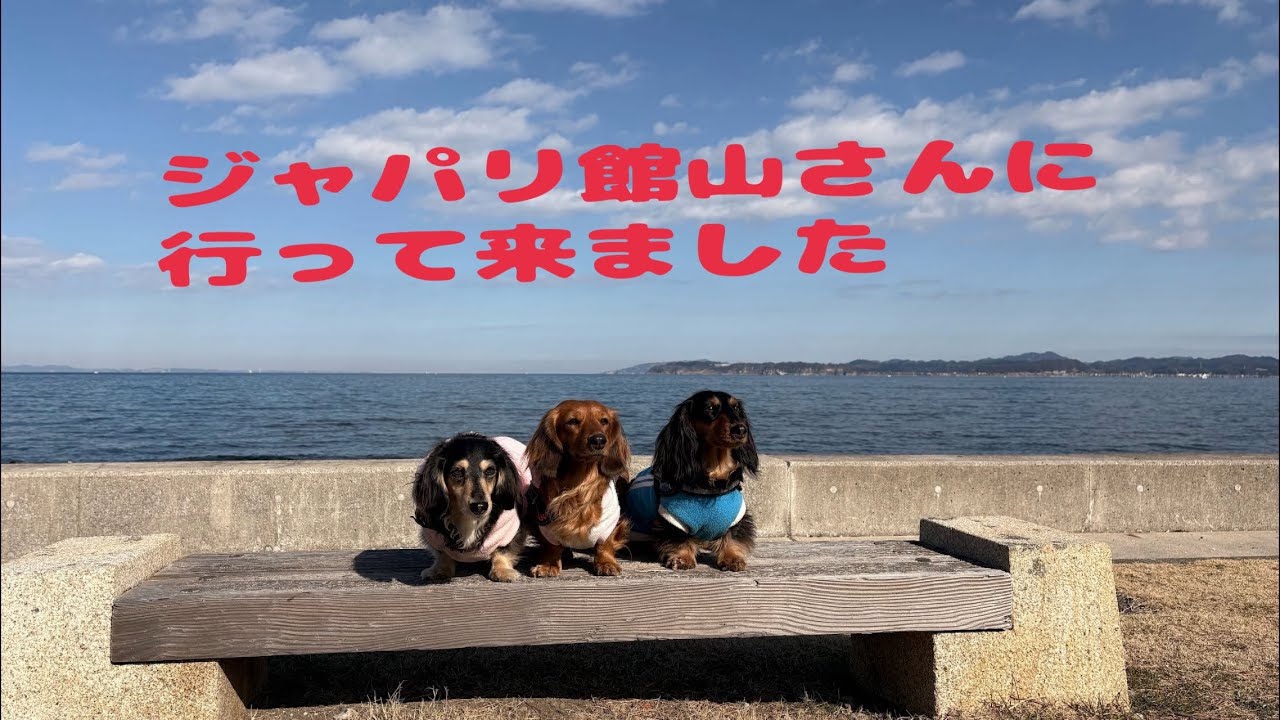 【ジャパリ館山さんにわんこ旅行)#わんことの暮らし #わんことお出かけ 、
