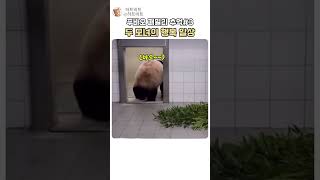 푸바오 패밀리 추억 #3 두 모녀의 행복 일상