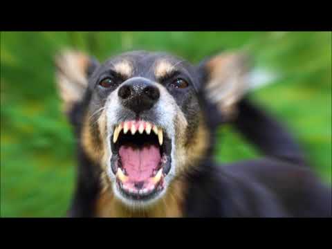 angry-dog-barking-sound-effect
