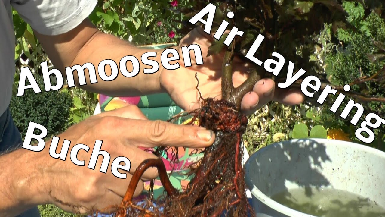Buche die Abmoosung. Air layering, Erfolg und naja