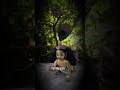 rate chader #subscribe #viral #love #support #bolenath_status #laddu #gopal #joygopal