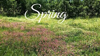 🌿A Peaceful Spring Day in the Hills | Birds Chirping and Birds Nest |Nature Sounds for Stress Relief