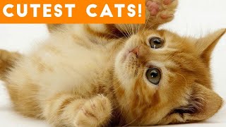 Cute and Funny Cat Compilation 2021 by Funny Animals Compilation 1 view 2 years ago 4 minutes, 54 seconds