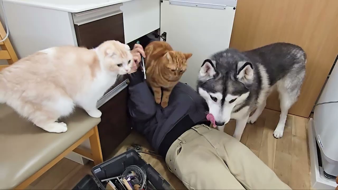 大好きな水道屋さんの訪問に犬と猫がこうなっちゃいました...